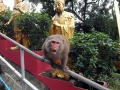 обезьяны Гонконга